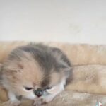 Persian calico kitten available in Oxford