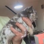 Price REDUCED ! 5 Isabella & Tan Merle Frenchies. Wall-E Lines? in Somerset