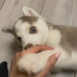 Siberian Husky For Sale in London