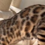 Bengal Kitten Active 8 Months Old Girl in North East Lincolnshire