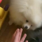 Pomeranians 2 Males in Coventry