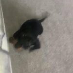 Miniature Dachshund in Edinburgh