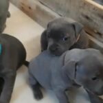 Staffie Pups ? in Rochdale