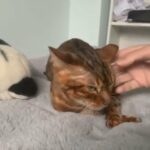 ? ACTIVE PEDIGREE PURE BENGAL GIRL CHAMPIONS IN BLOODLINE ? in Birmingham