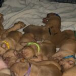 Kc dogue de bordeaux puppies in London