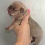 French Bulldog Puppies in Leicester