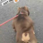 POCKET BULLY FEMALE in Blackburn with Darwen