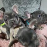 French Bulldog Puppies(Blue and Tan) 2Boys 2Girls in Brighton and Hove