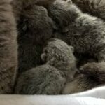 Beautiful British Shorthair Kittens in St. Helens