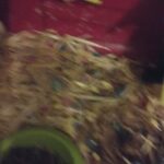 4,6 week old baby ginypigs. in London