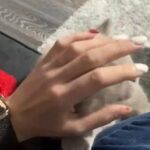 Kittens British Blue Russian Blue Ragdolls Bengals in Cardiff