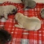French Bulldog pups available 14/04/2023 in Neath Port Talbot