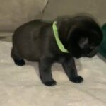 Kc Reg Pug Puppies in London