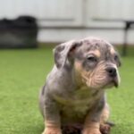 SUPER MICRO BULLYS in London