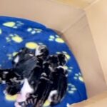 3 Stunning Female Kittens Born 20/01/23 Ready 17/03/23 in Wiltshire