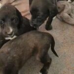 afghan hound pup ready now in Staffordshire