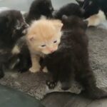 5 fur babies looking for forever home in Newcastle upon Tyne