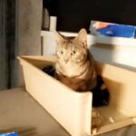 6 month old bengal cross ginger tom cat in Wiltshire