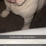 British Bulldog Needs A Forever Home in Southwark