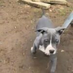 Blue Female American Bully Pup in London