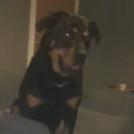 Rottweiler in Glasgow
