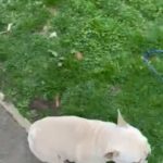 Platinum Male French Bulldog Pup in Ashfield