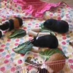 Guniea pigs in London