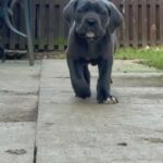 Cane Corso Puppy in Bradford