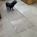 Kc Registered Bitch in Redditch