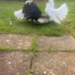 Indianfantail Pigeons For Sale in Portsmouth