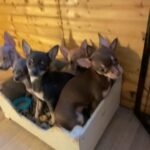 Beautiful Chihuahua Puppies in Glasgow