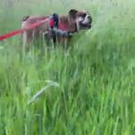 English Bulldog - Milo STUD in Carmarthenshire
