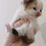 Doll Face Persian Kittens 1 Girl Left ! in London