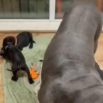 KC Registered Great Dane Pups in North Lanarkshire