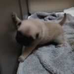 Beautiful pug puppies from a first litter. in London
