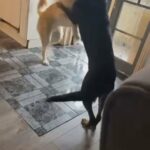 Shepkita Puppy in Neath Port Talbot