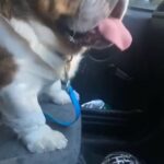 Visually Fluffy English Bulldog, Colour Carrier in Wirral