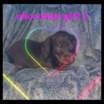 beautiful miniature dachshund puppies in Birmingham
