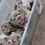 ONE BOY LEFT BRITISH BULLDOG PUPPY in Liverpool