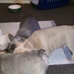 KC FRENCH bulldog puppies carrying testable and fluffy in Leeds