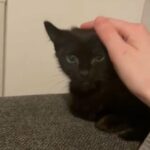 Gorgeous Male Kitten in London