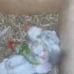 Baby Pineapple Dilute Conure in North Somerset
