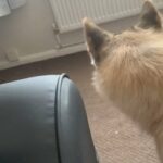 AMERICAN AKITA FEMALE in Leicester