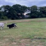 Female American Micro Bully in Newcastle upon Tyne