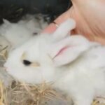 Conti X French Lops in Southampton