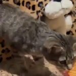Adorable Female British Shorthair NEEDS TO BE SOLD ASAP! in London