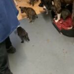 Staffy Pups REDUCED in Wigan