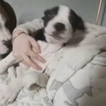 9 week old male American bully in Rochdale