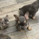 Available Now French Bulldog Puppy in Leicester