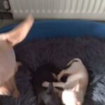 Two little cuties miniature pinscher in London